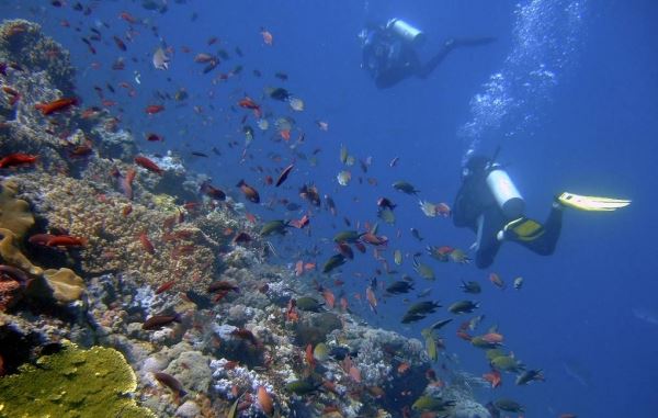 Экологи выяснили причину нарушения цикла размножения кораллов по всему миру
<p>