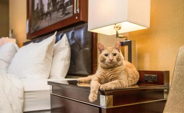 В каких отелях Краснодарского края разрешено проживание с домашними животными<br />
